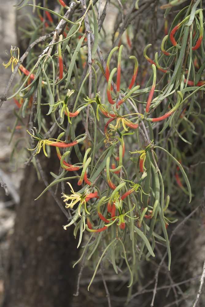 Loranthaceae Lysiana exocarpi