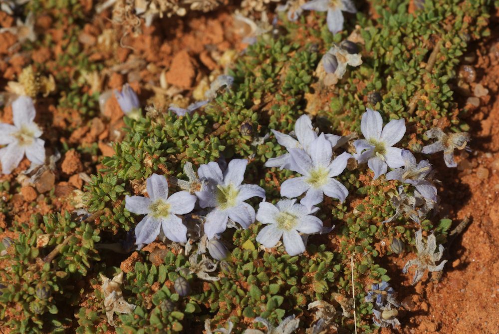 Rubiaceae Dentella pulvinata