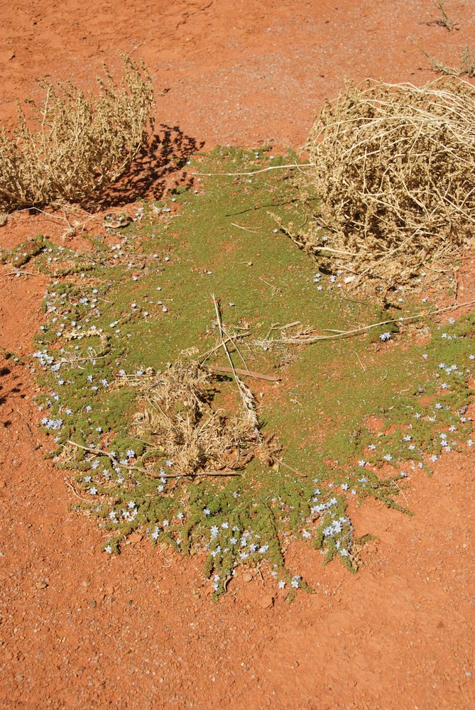 Rubiaceae Dentella pulvinata