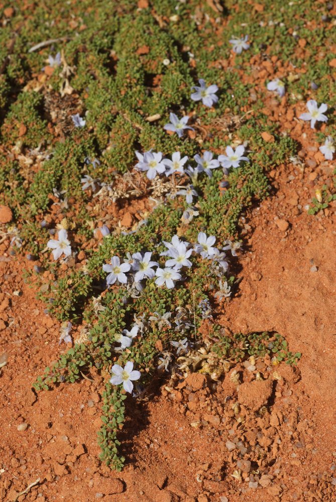 Rubiaceae Dentella pulvinata