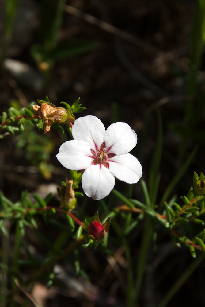 Rutaceae Adenandra villosa