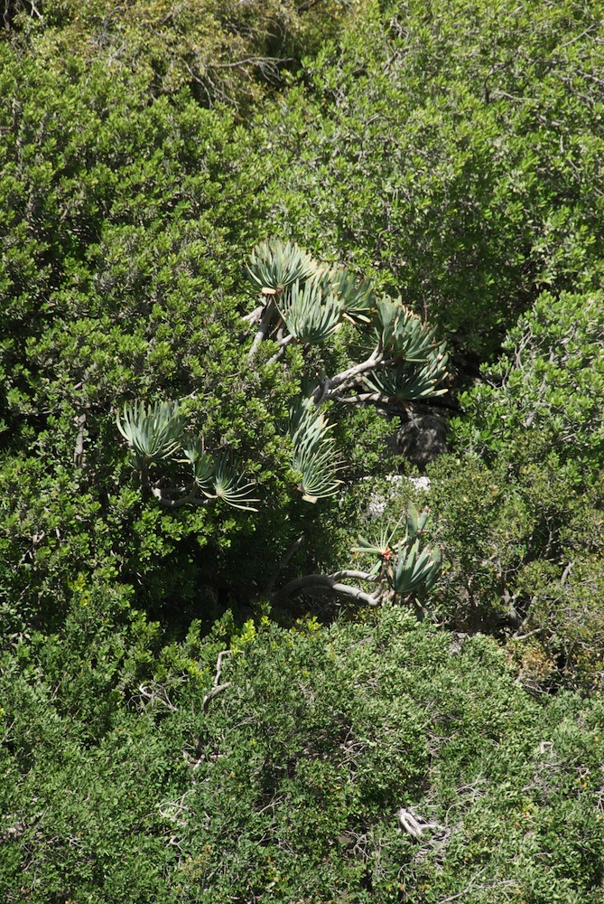 Asphodelaceae Aloe plicatus