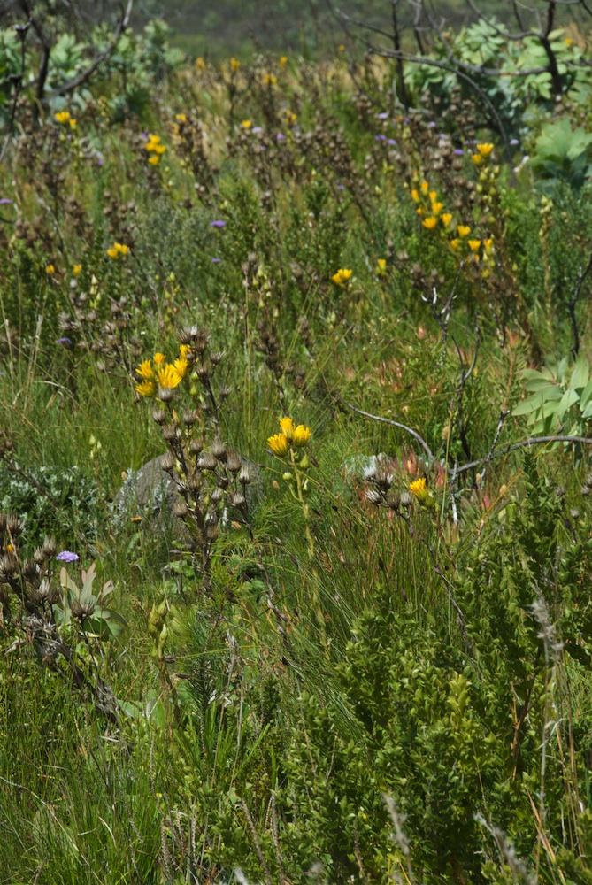 Asteraceae Berkheya herbacea