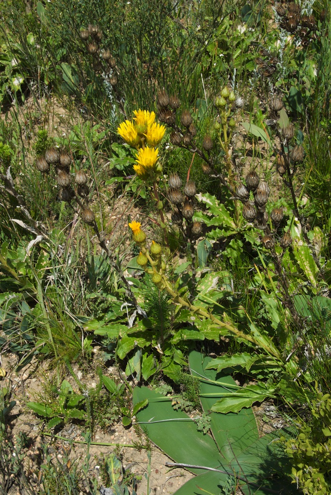 Asteraceae Berkheya herbacea