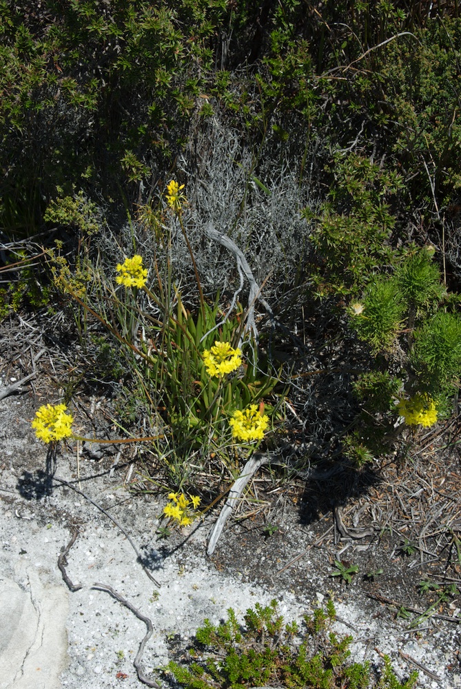 Asphodelaceae Bulbine lagopus