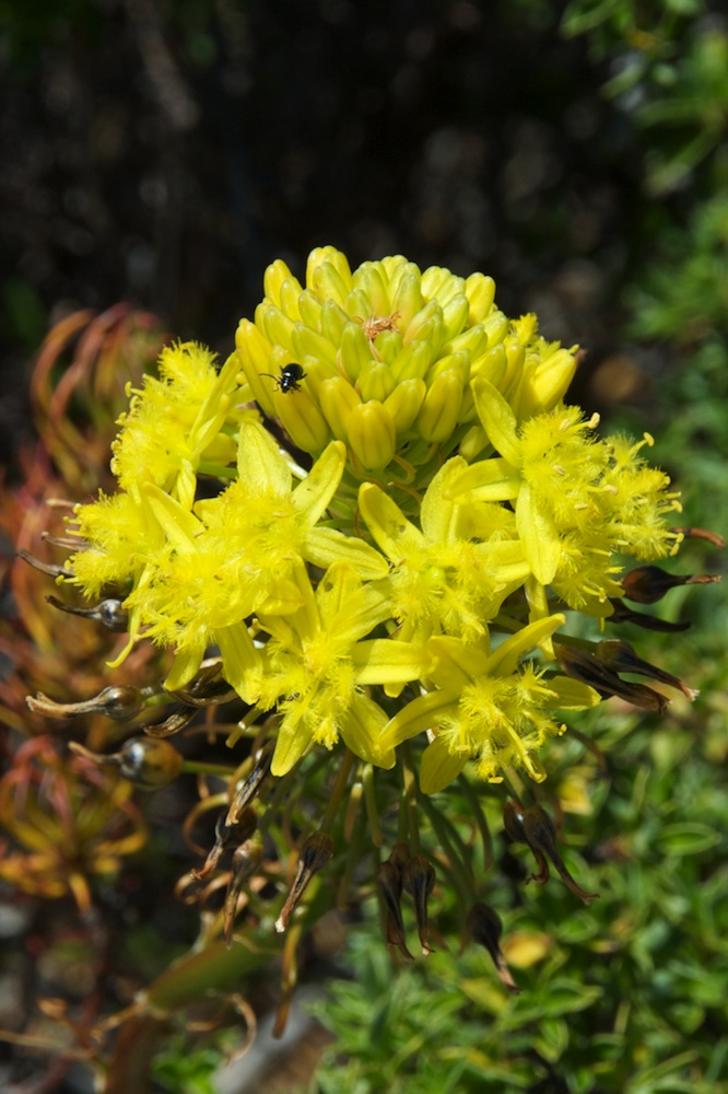 Asphodelaceae Bulbine lagopus