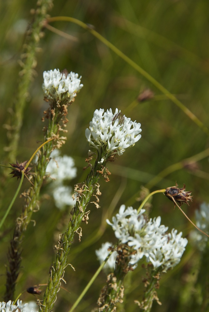 Scrophulariaceae Dischisma ciliatum