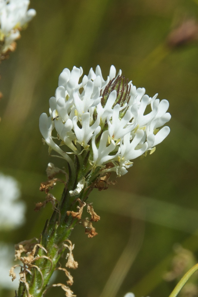 Scrophulariaceae Dischisma ciliatum