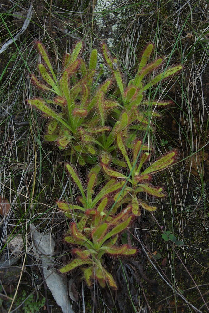 Droseraceae Drosera capensis