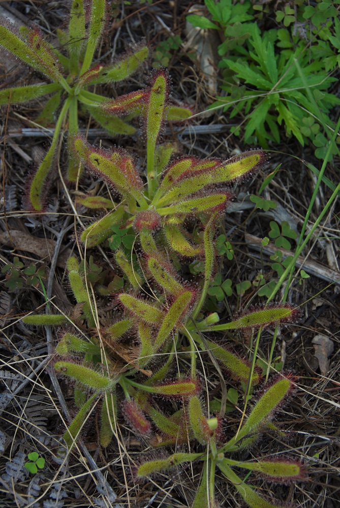 Droseraceae Drosera capensis
