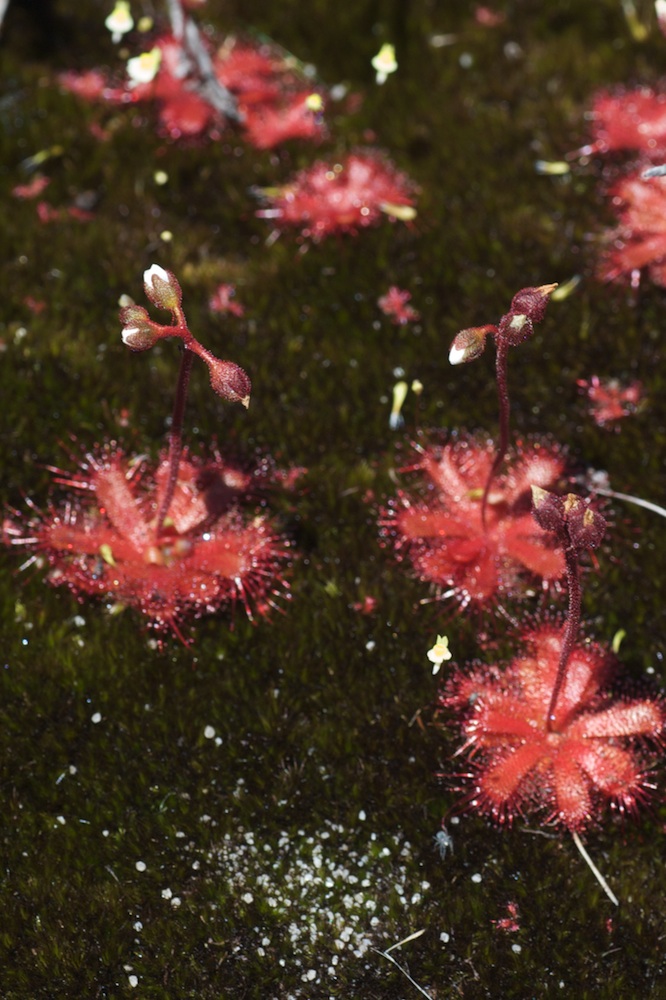 Droseraceae Drosera trinervia