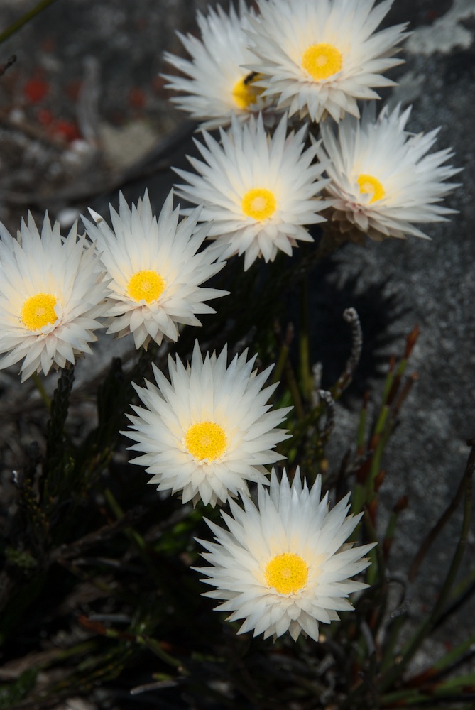 Asteraceae Edmondia sesamoides