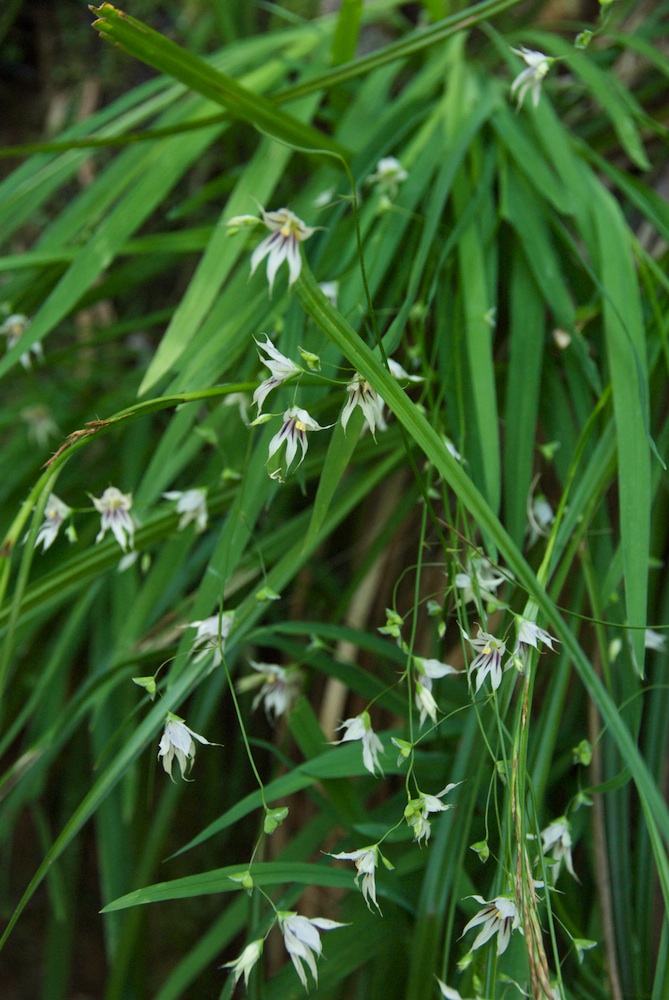 Iridaceae Melaspherula ramosa