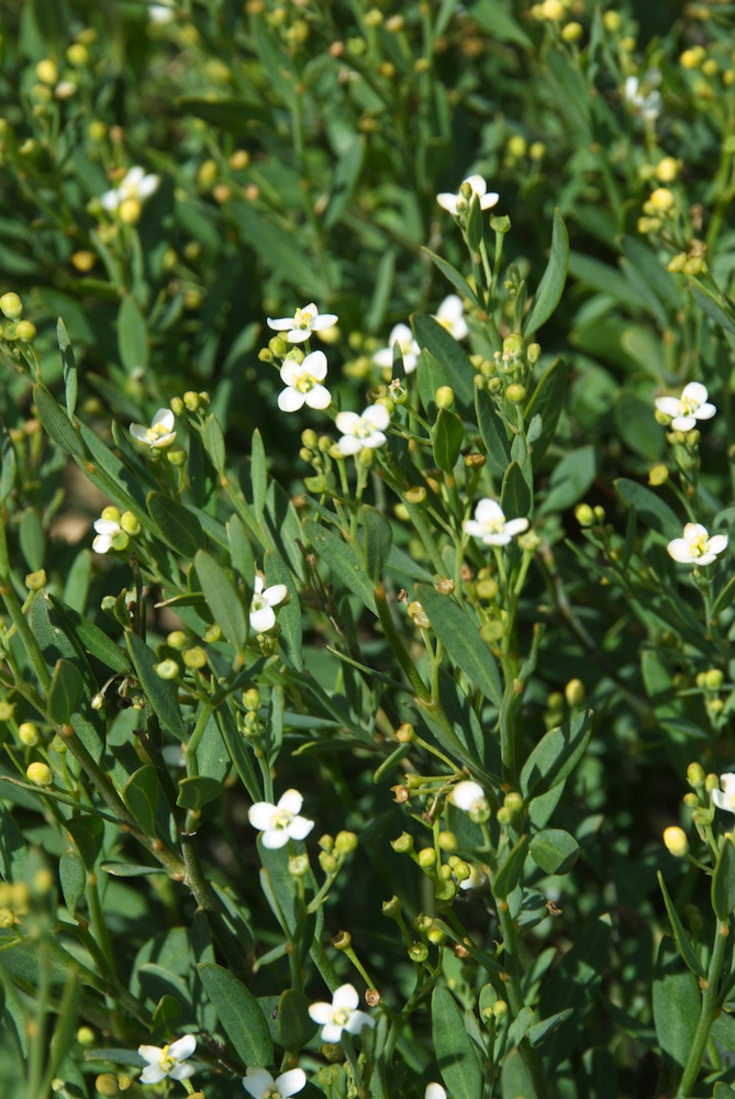 Montiniaceae Montinia caryophyllacea