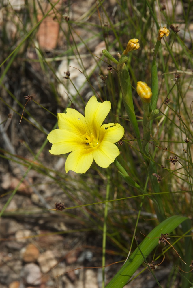 Iridaceae Moraea ochroleuca