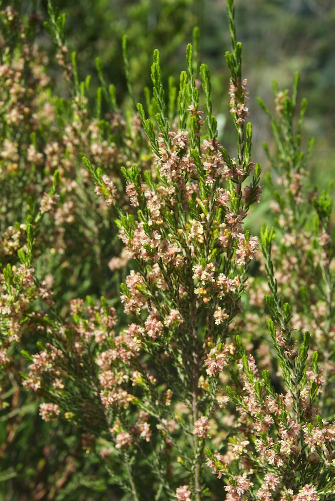 Thymelaeaceae Passerina corymbosa