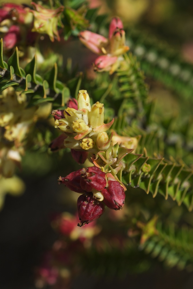 Penaeaceae Penaea mucronata