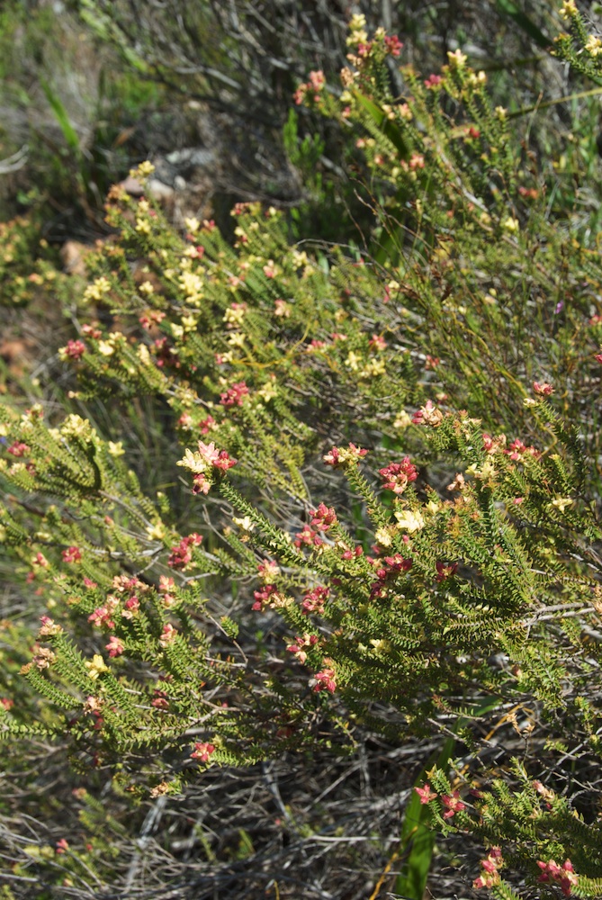 Penaeaceae Penaea mucronata