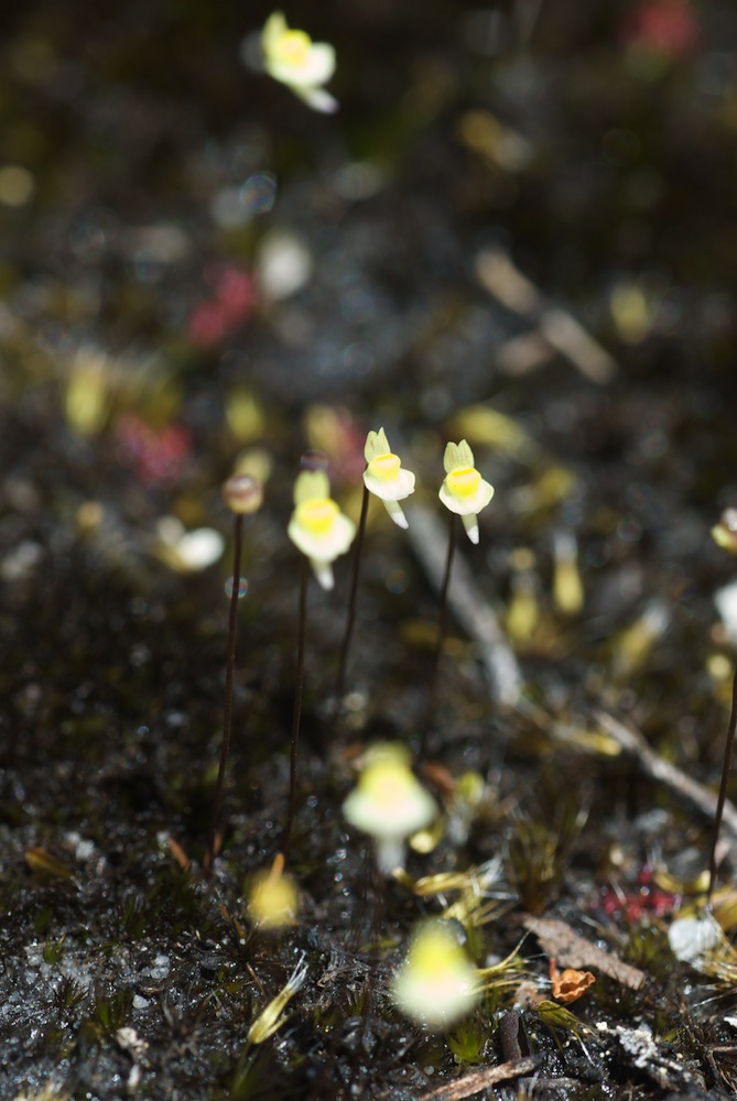 Lentibulariaceae Utricularia bisquamata