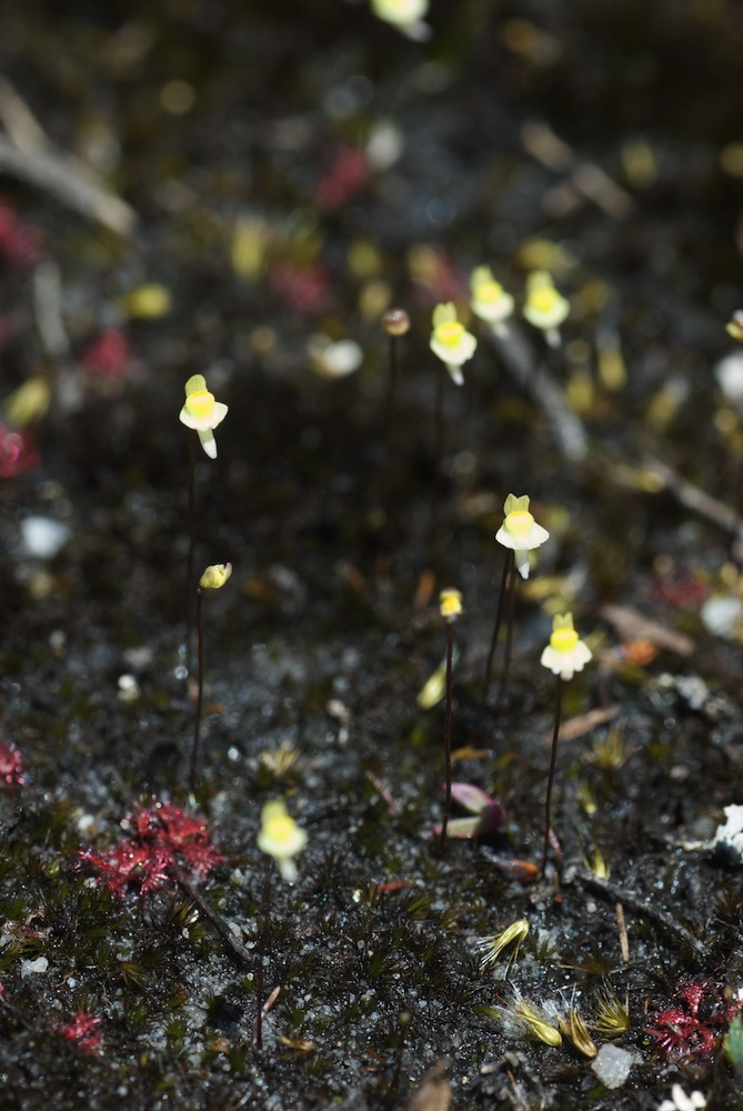Lentibulariaceae Utricularia bisquamata