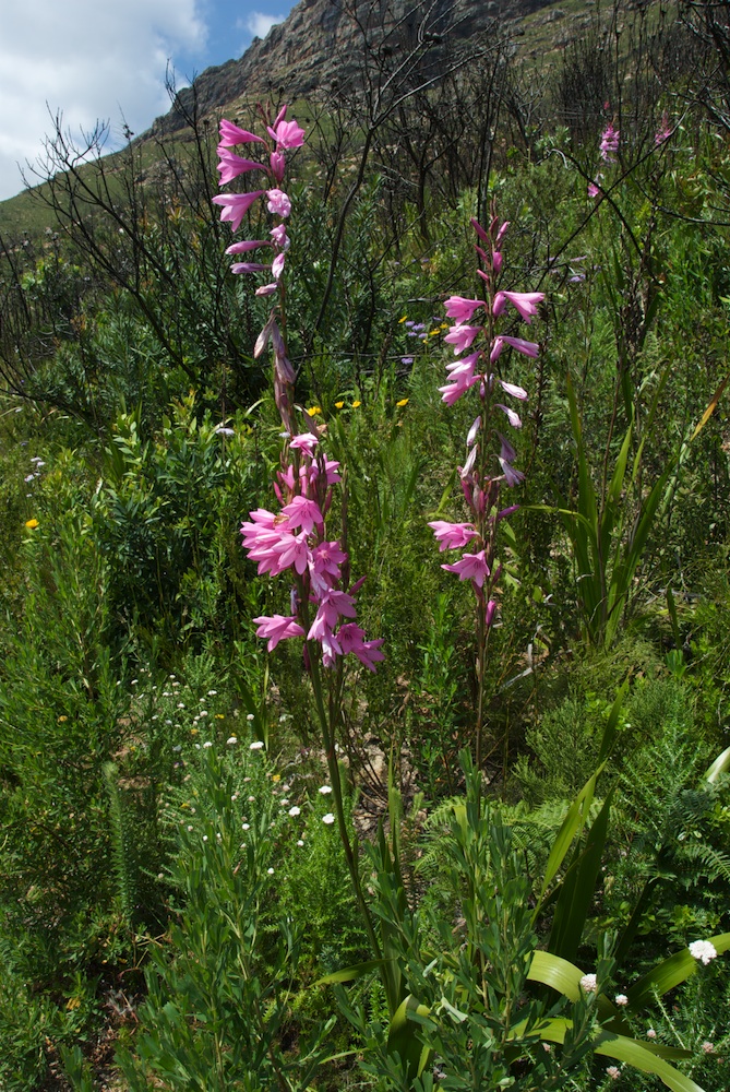 Iridaceae Watsonia borbonica