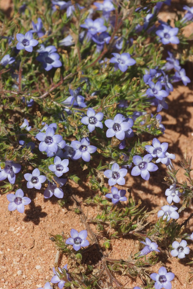 Campanulaceae Microcodon glomeratum