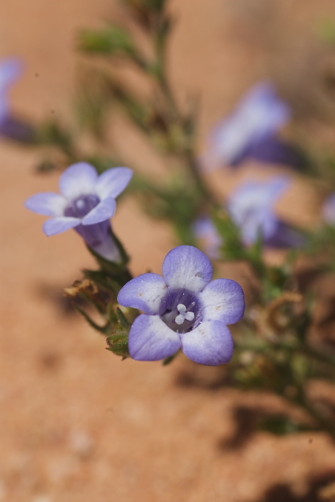 Campanulaceae Microcodon glomeratum