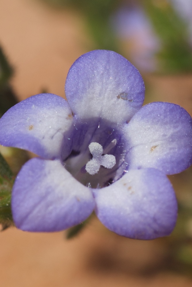 Campanulaceae Microcodon glomeratum