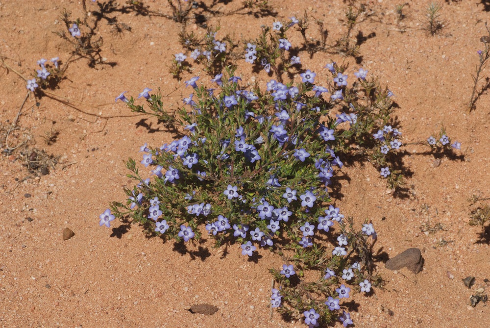 Campanulaceae Microcodon glomeratum