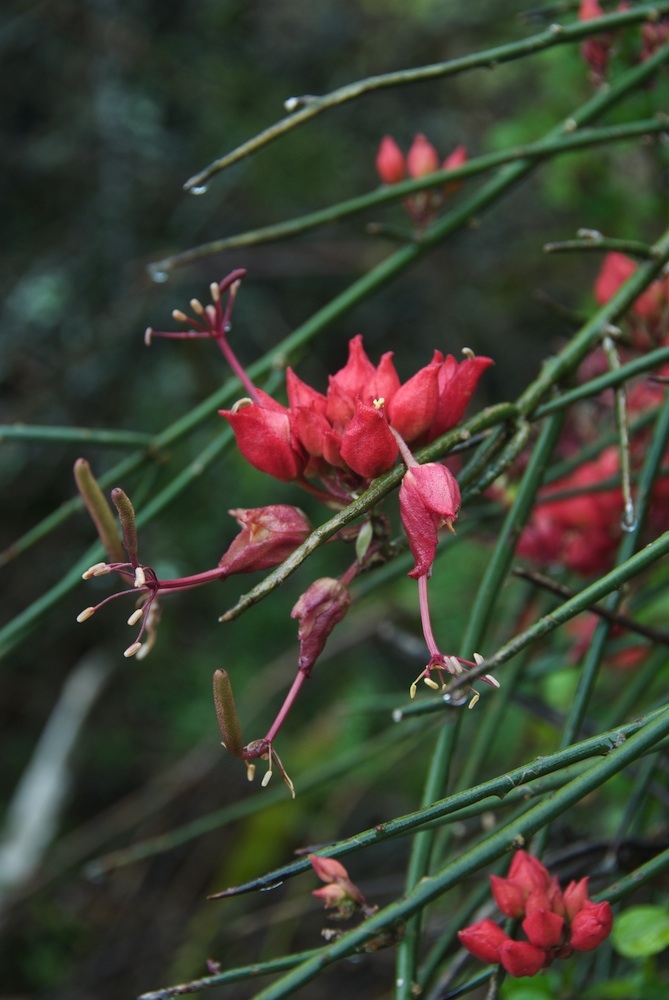 Capparaceae Cadaba aphylla