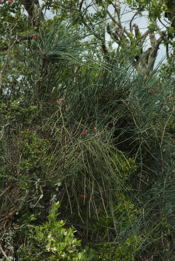 Capparaceae Cadaba aphylla