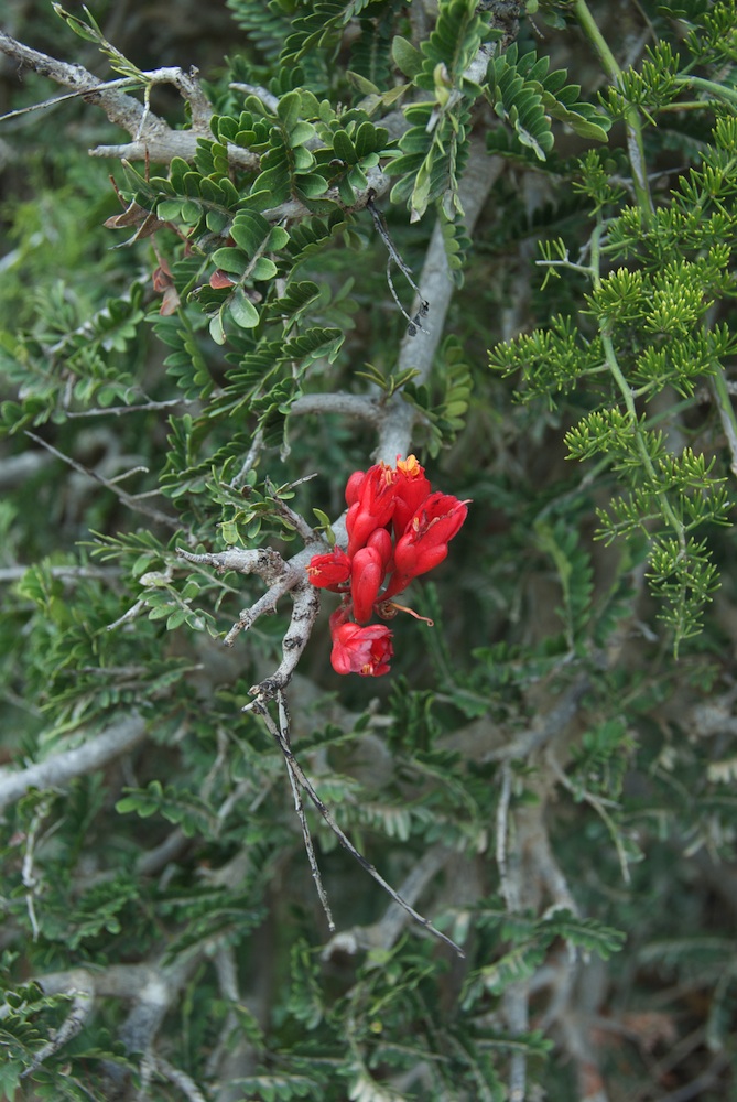 Fabaceae Schotia afra