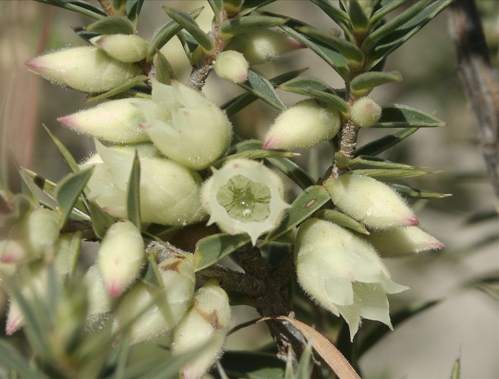 Ericaceae Melichrus urceolatus