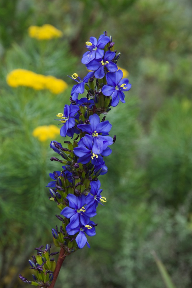 Iridaceae Aristea capitata