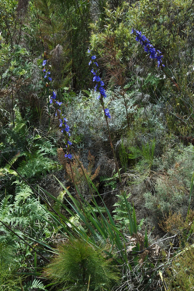 Iridaceae Aristea capitata