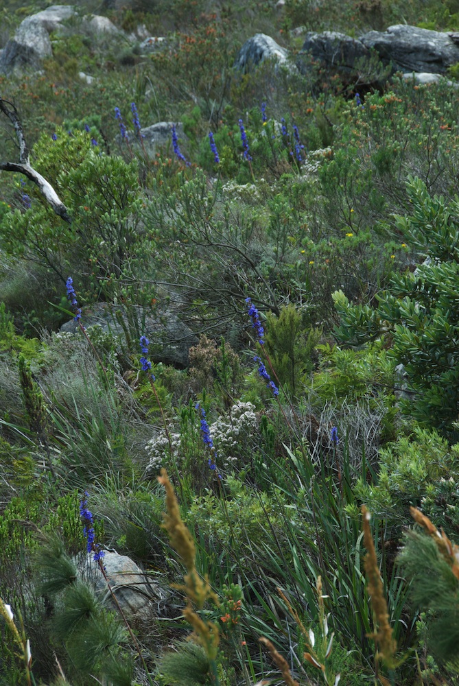 Iridaceae Aristea capitata