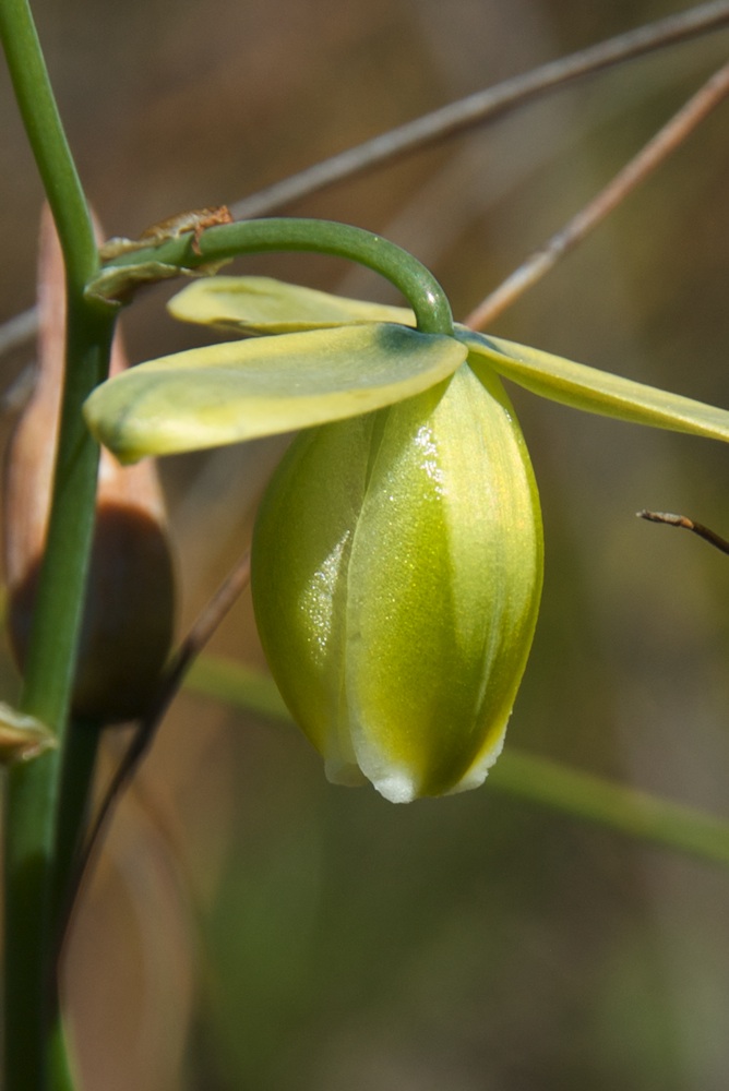 Hyacinthaceae Ornithogalum cooperi