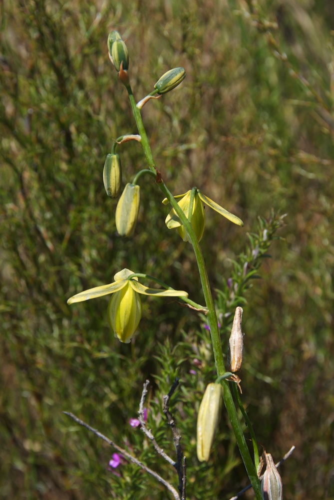 Hyacinthaceae Ornithogalum cooperi