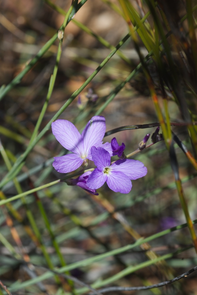 Brassicaceae Heliophila juncea