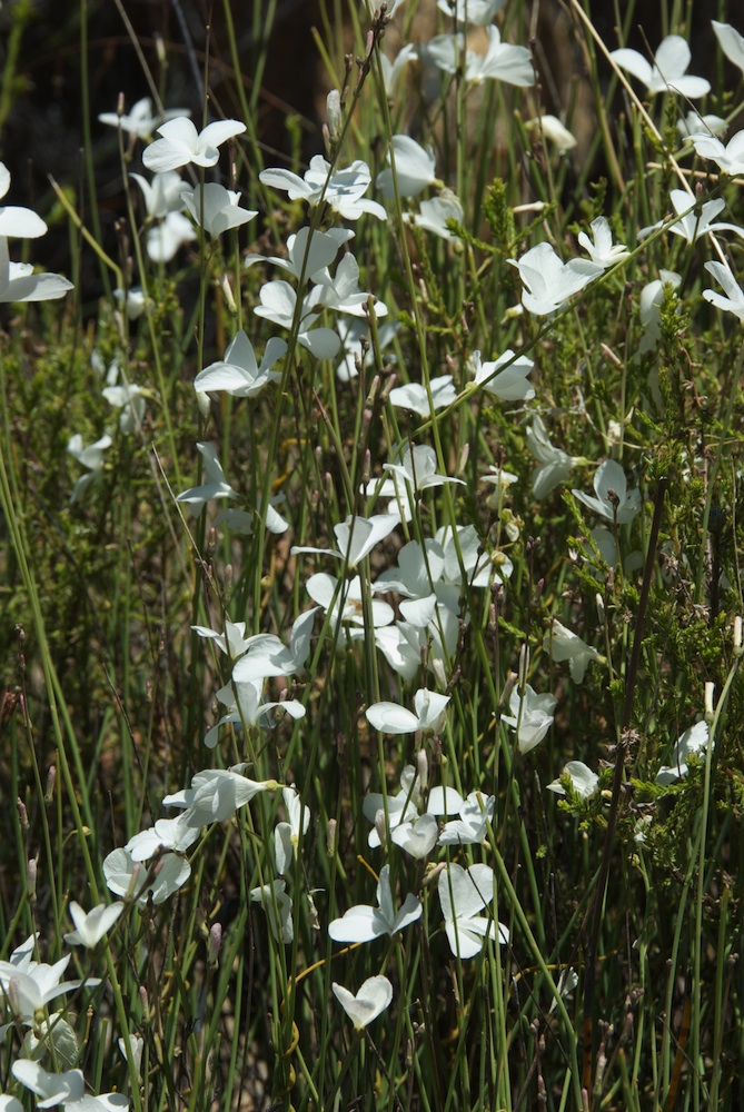 Brassicaceae Heliophila juncea