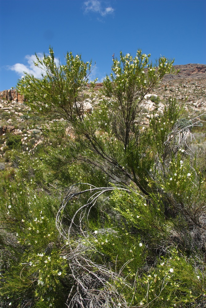 Fabaceae Psoralea oreopola