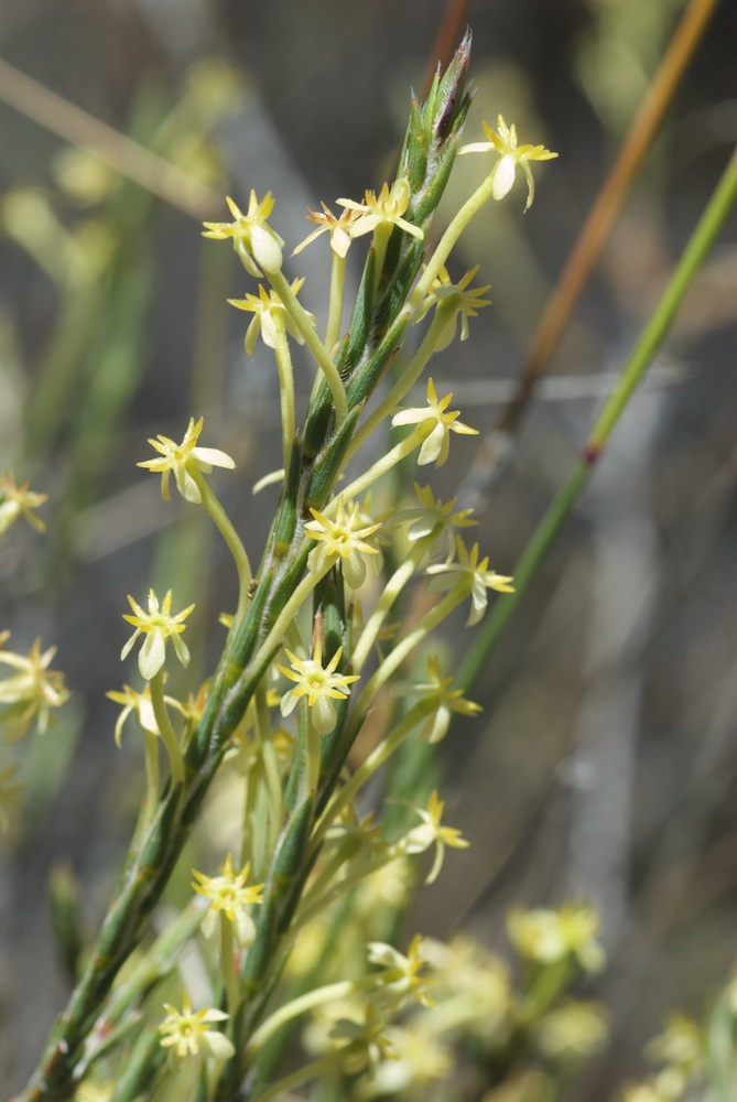 Thymelaeaceae Struthiola ciliata