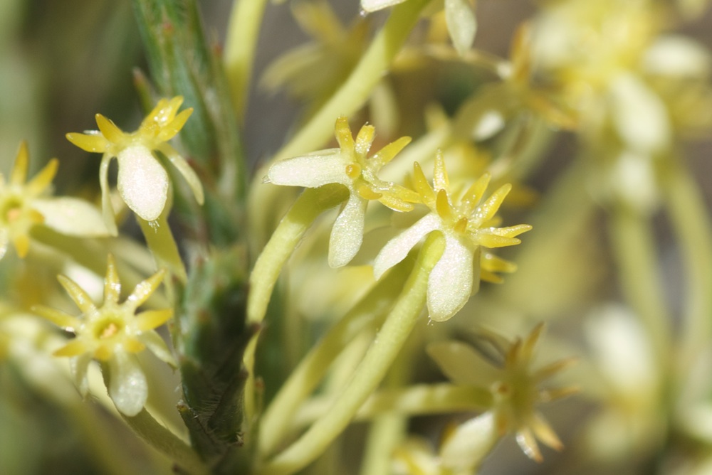 Thymelaeaceae Struthiola ciliata