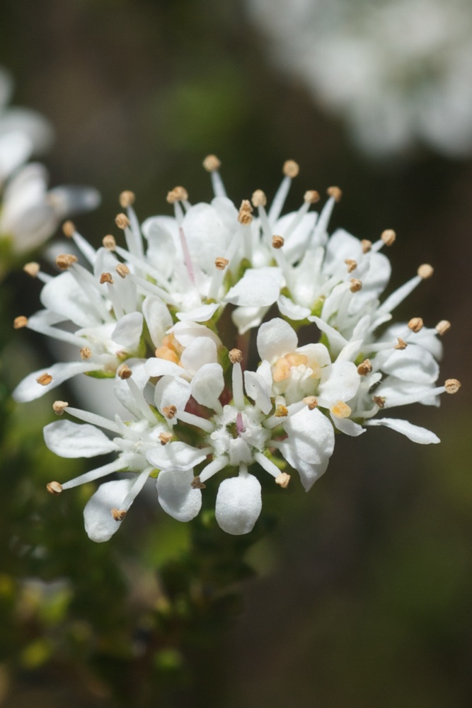 Rutaceae Agathosma capensis