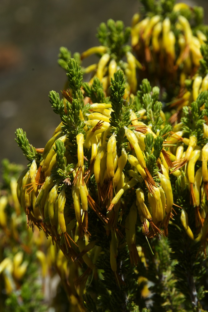 Ericaceae Erica coccinea