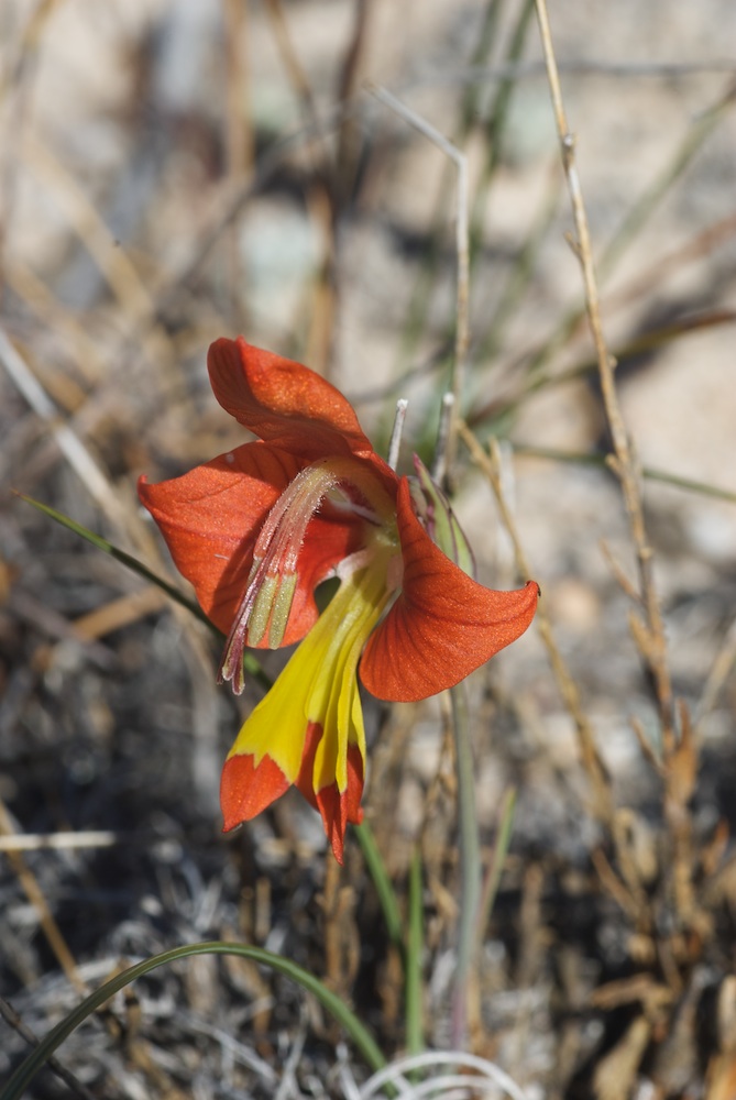 Iridaceae Gladiolus alatus