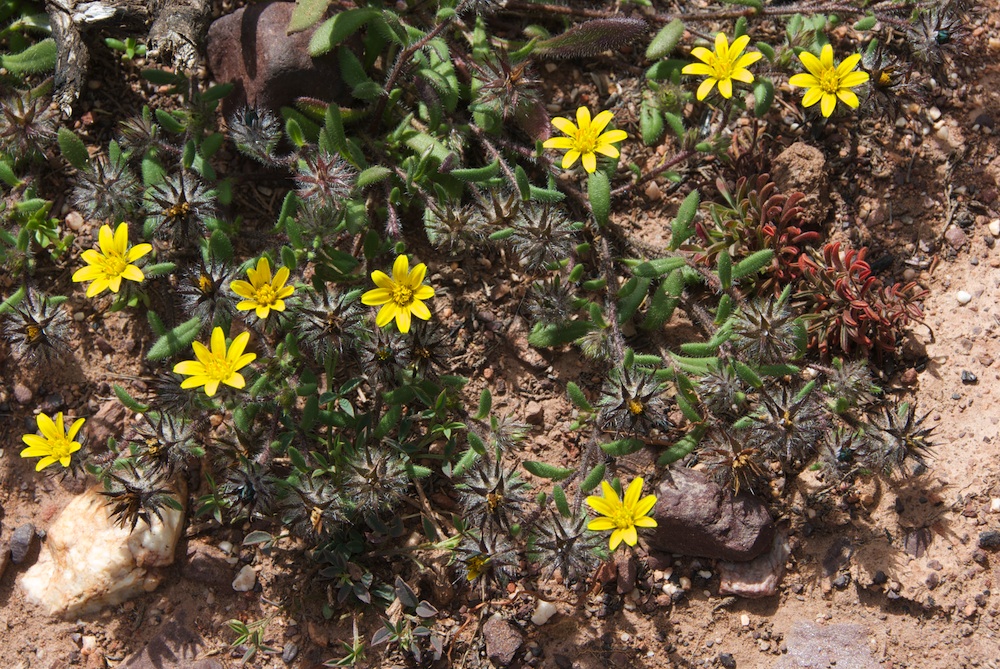 Asteraceae Gorteria personata