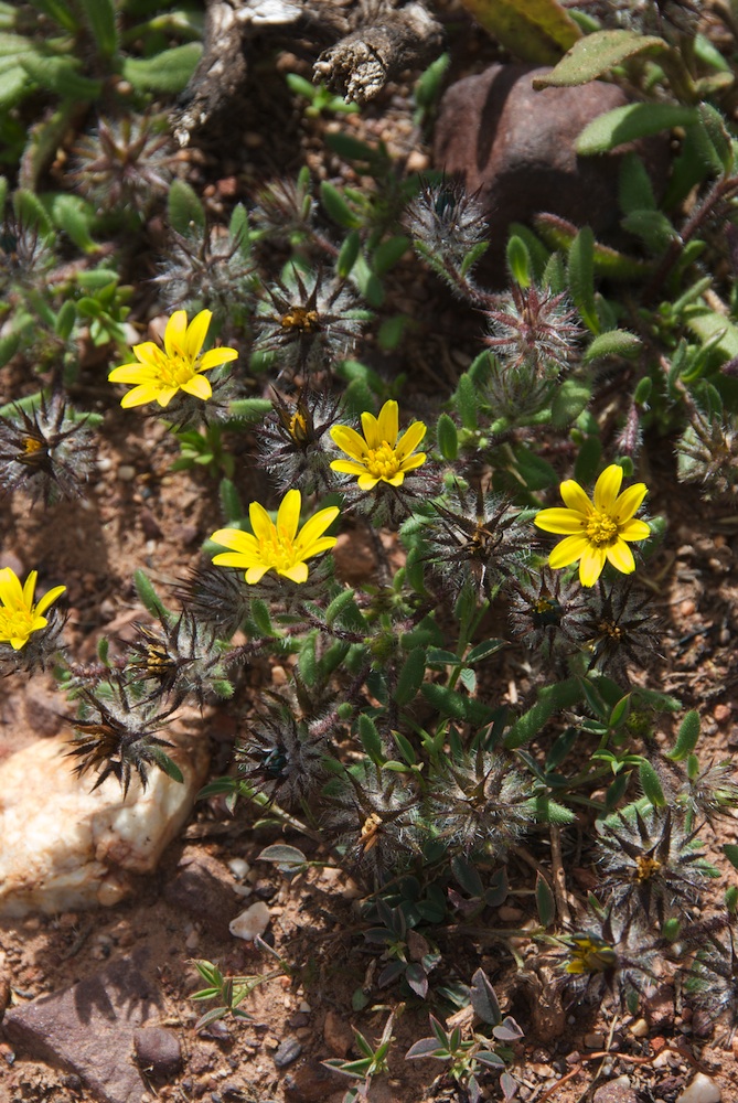 Asteraceae Gorteria personata