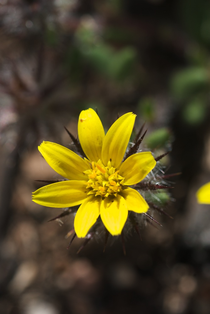 Asteraceae Gorteria personata