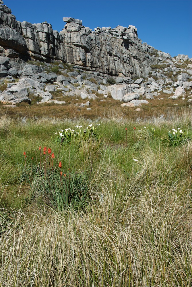 Asphodelaceae Kniphofia uvaria